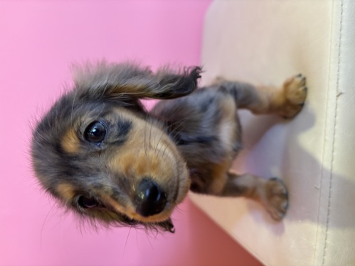 JjwE_bNXth ̔̔En 4102 Vo[_bv̎q