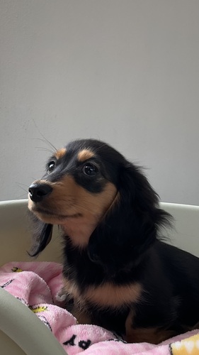 �J�j���w���E�_�b�N�X�t���h ���̔̔��E���n 4107 ��������`�����s�I���I�������Ă�񂿂�Ȏq