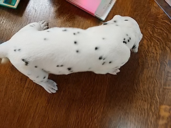 終了致しました! 犬の販売 276