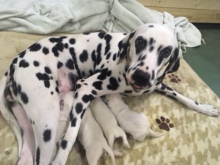 ありがとうございしました 犬の販売 294