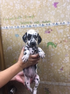ありがとうございました 犬の販売 325