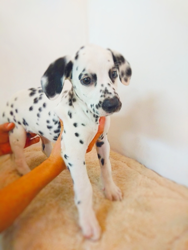 ダルメシアン ホワイト&ブラック 犬の販売 326