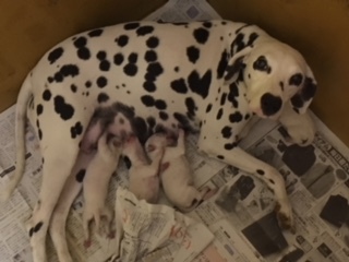 次の子が生まれてます 犬の販売 329