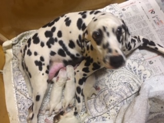 ありがとうございました 犬の販売 344