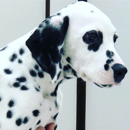 とても賢いダルメシアン 犬の販売 348
