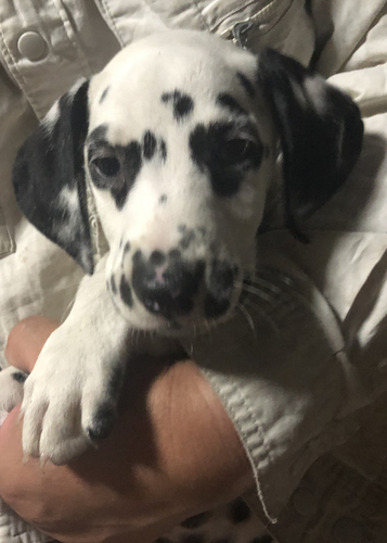 決まりました 犬の販売 365