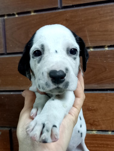 ダンディー君 犬の販売 401