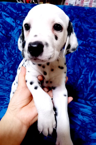 ダンディー君 犬の販売 402