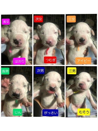 和服の日に産まれた白ダル予想のベビー 犬の販売 407