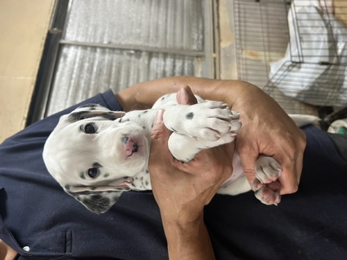 ダルメシアン子犬 犬の販売 434