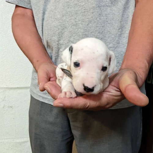 ダルメシアン仔犬 犬の販売 437