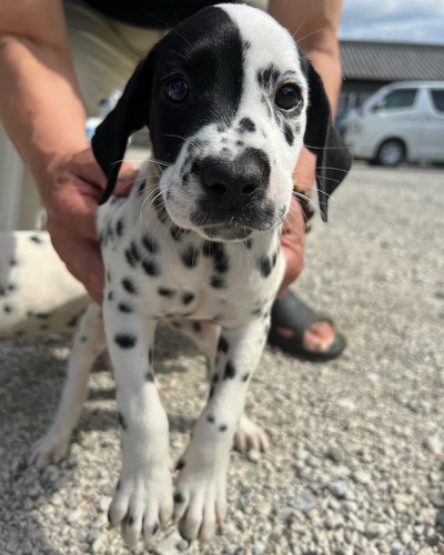 ダルメシアン子犬 犬の販売 444