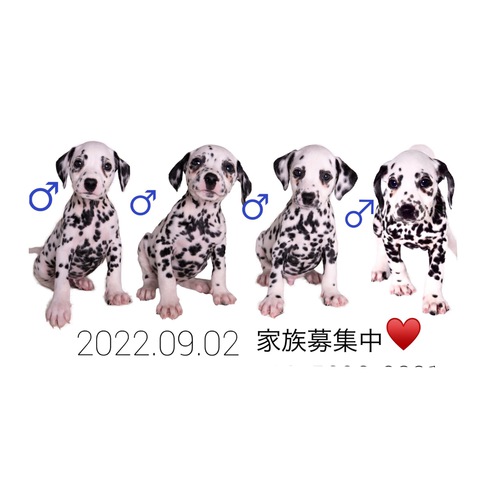 ダルメシアン 犬の販売・譲渡 446 papaはドイツ犬