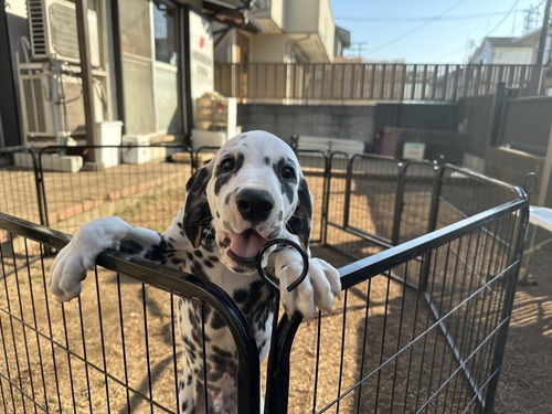 ダルメシアン 犬の販売・譲渡 449 今週までの限定価格!