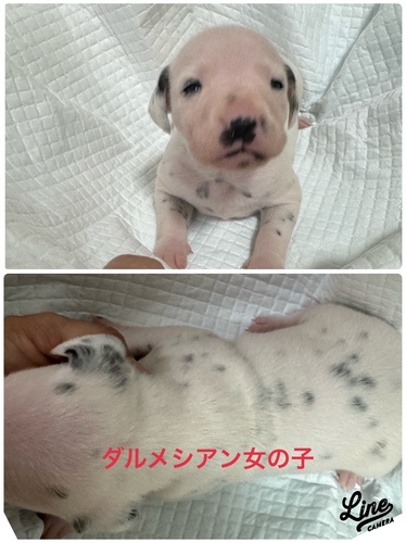 ダルメシアン 犬の販売・譲渡 465 ダルメシアン女の子