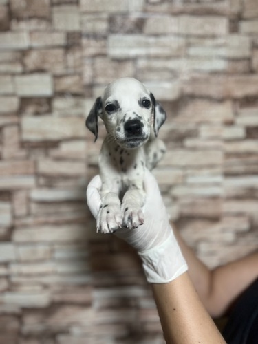 ダルメシアン 犬の販売・譲渡 469 可愛すぎる女の子