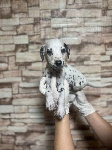 ダルメシアン 犬の販売・譲渡 470 ダルメシアン男の子