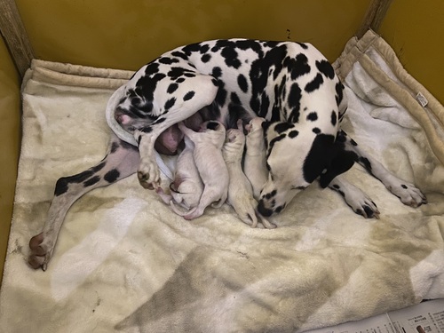 ダルメシアン 犬の販売・譲渡 473 かわいい顔に自信あり 写真随時送付します