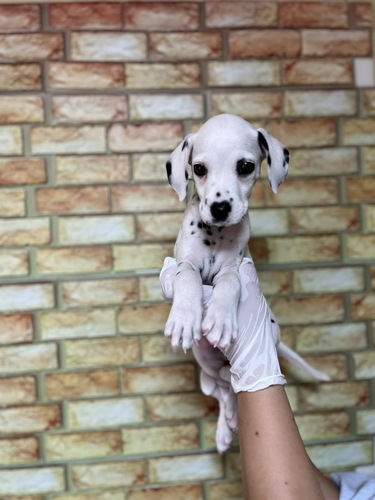 ダルメシアン 犬の販売・譲渡 476 可愛いお顔の女の子2136