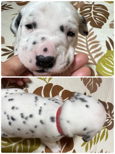 ダルメシアン 犬の販売・譲渡 477 犬の七宝荘