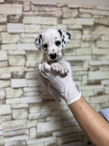 ダルメシアン 犬の販売・譲渡 480 ブラック&ホワイト5814女の子
