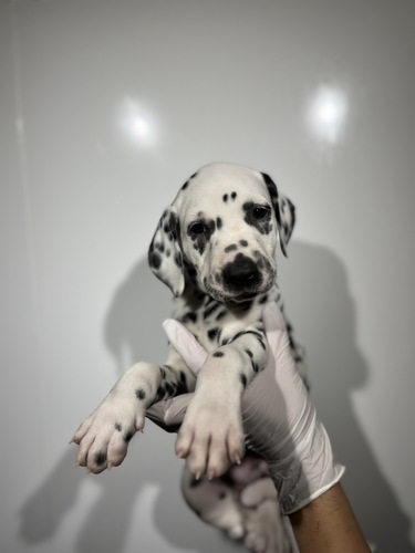 ダルメシアン 犬の販売・譲渡 482 ホワイト&ブラック0501