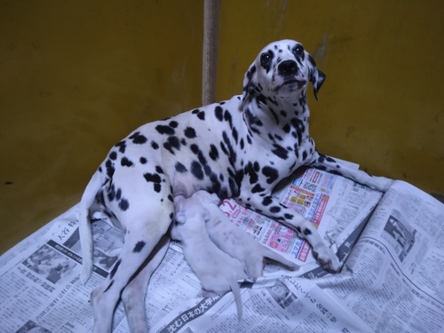 ダルメシアン 犬の販売・譲渡 483 待望のダルメシアン 第2弾 登場