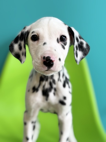 �_�����V�A�� ���̔̔��E���n 484 1233