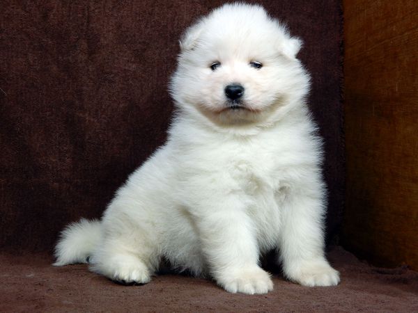 上質なサモエド 犬の販売 489