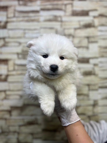 サモエド 犬の販売・譲渡 511 可愛らしいサモエドパピー女の子