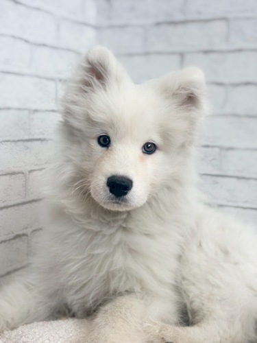 サモエド 犬の販売・譲渡 512 もふもふなサモエド王子、ただいま参上