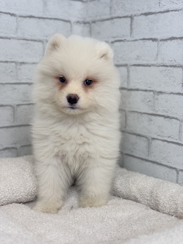 サモエド 犬の販売・譲渡 515 6月4日デビュー!6699