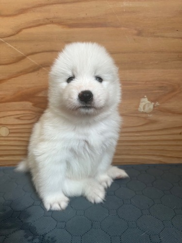 サモエド 犬の販売・譲渡 516 サモエドの仔犬