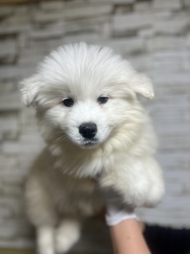 サモエド 犬の販売・譲渡 521 ホワイト3577