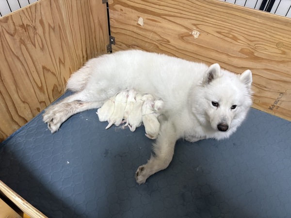 サモエド 犬の販売・譲渡 523 11/26生まれサモエドの赤ちゃんです??
