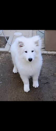 サモエド 犬の販売・譲渡 525 可愛いサモエド