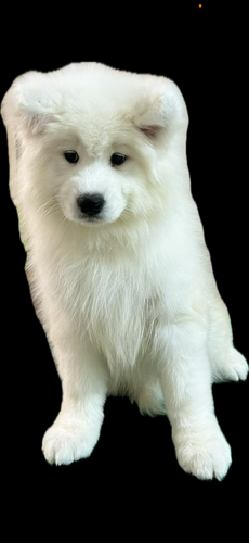 �T���G�h ���̔̔��E���n 526 �����`�����s�I���I�T���G�h���̎q