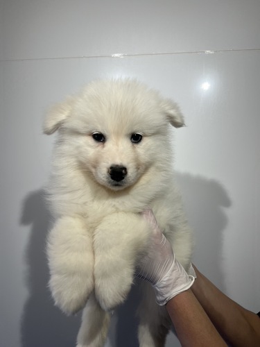 �T���G�h ���̔̔��E���n 527 �z���C�g6352