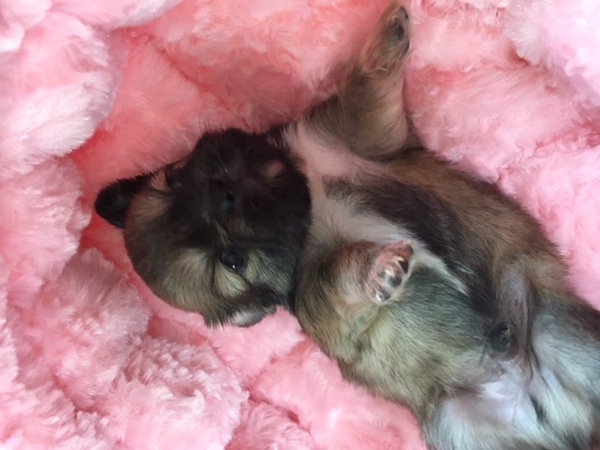 希少カラーのチベタンスパニエル 犬の販売 143