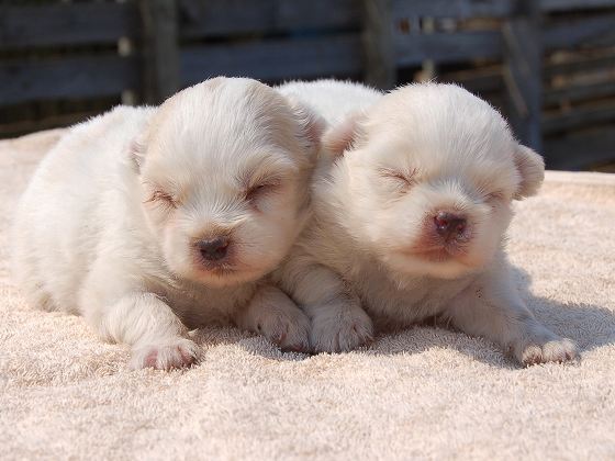 白×茶の男の子が生まれています 犬の販売 147