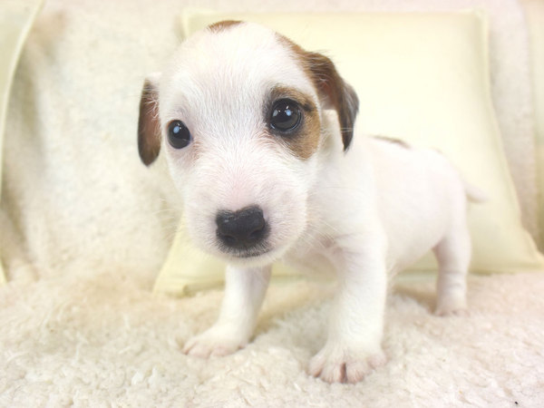 ジャックラッセルテリアの男の子 犬の販売 2740