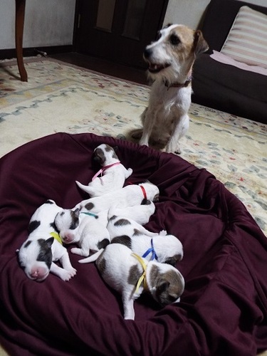 白ばの多いとても可愛いお顔の子達! 犬の販売 2741