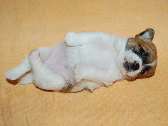 白茶の子犬たちが生まれています 12万〜14万円 犬の販売 2749