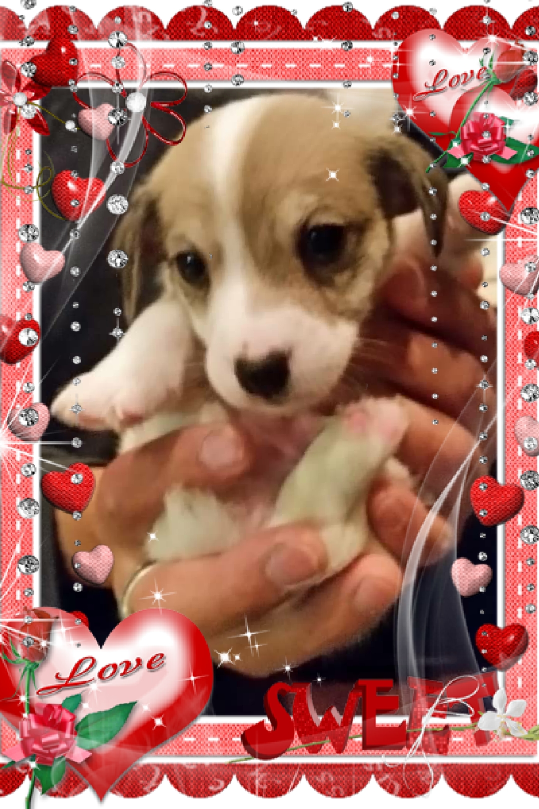 キュートな顔の男の子 犬の販売 2753