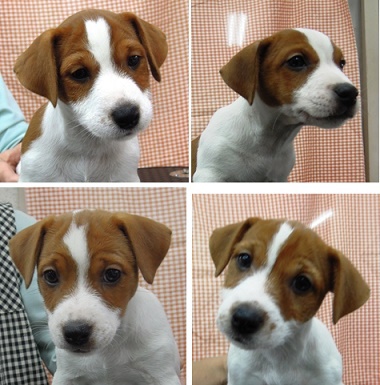 ワクチン2回済み、保険付き。 犬の販売 2770