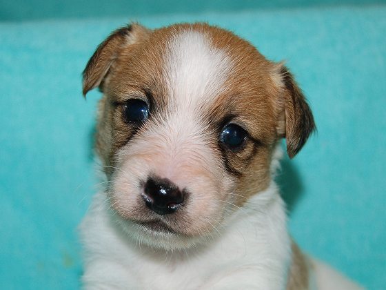 ホワイト&タンの男の子が生まれています 犬の販売 2776