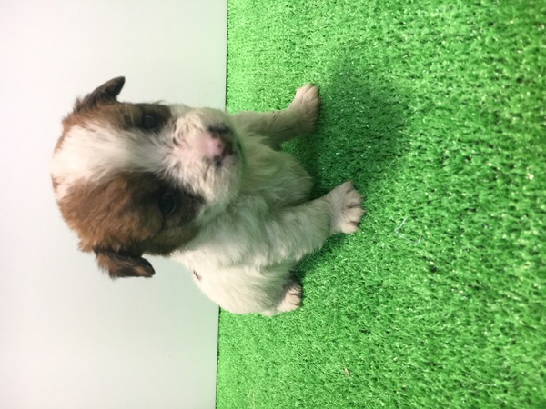 終了致しました 犬の販売 2778