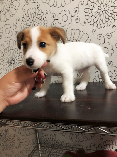 終了しました 犬の販売 2788