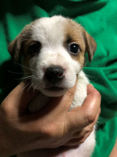 元気いっぱいジャックラッセルテリアの子犬 犬の販売 2792