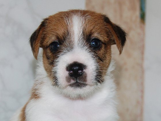 【動画あり】男の子・女の子が生まれています 犬の販売 2796